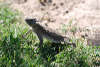 Horned Lizard Baby 01